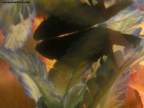 Cum să te îngrijești de un pește Betta vechi: simptomele bătrâneții în pete - Pește și acvarii
