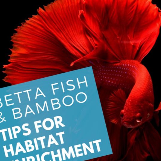 Bettas või Betta kala ja bambus elavad koos - Kalad ja akvaariumid
