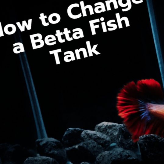 Kako lako očistiti rezervoar od ribe Betta: ilustrirani vodič