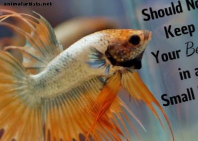 Betta Fisch in Schalen: Sag einfach nein!