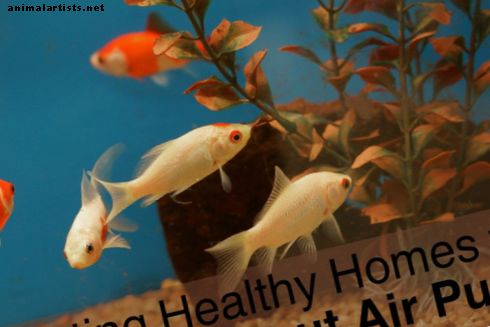 Cuidando do seu peixe dourado em um aquário sem bomba de ar - Peixes e aquários