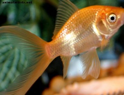 Ribe i akvariji - Njega i činjenice o zlatnim ribicama protiv Bette