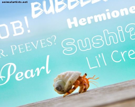 Más de 100 excelentes ideas para nombres de cangrejo ermitaño (de burbujas a olas)