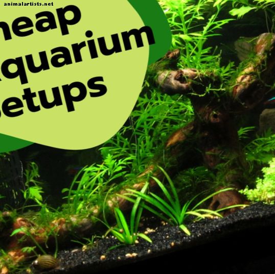 Alternatives bon marché à une configuration d'aquarium