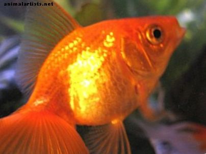 Svøm blæresykdom: Hvordan kan du fortelle om den flytende kjæledyrfisken din er død