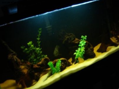Kako v svoj naravni akvarij ali rezervoar za ribe vključiti viseče lesa