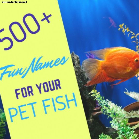 500+ grandi nomi per pesci rossi e pesci Betta