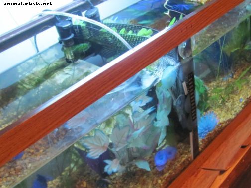 Hvordan man laver en billig hjemmelavet Betta Tank Divider - Fisk og akvarier