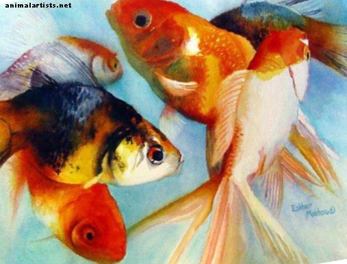 Сортове златна рибка: кратък поглед върху някои от многото видове