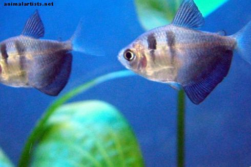 10 druhov sladkovodných tropických akváriových rýb