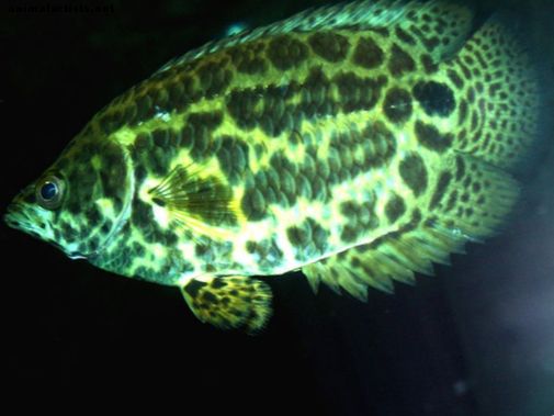 20 najčešće šarenih slatkovodnih akvarijskih riba