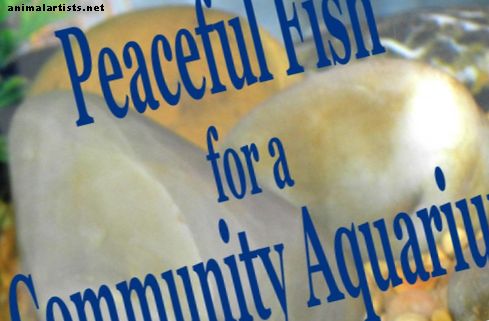 Peces y acuarios - Pacífica comunidad de peces para un acuario de agua dulce