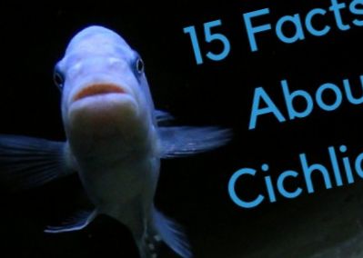 Риби от цихлиди: Топ 15 неща, които трябва да знаете - Риби и аквариуми