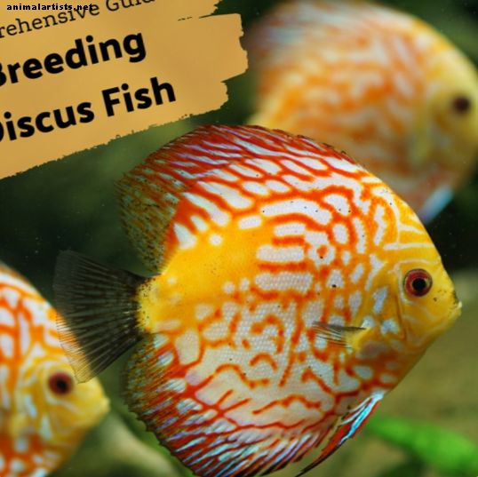 Pesci e acquari - Come allevare il pesce discus: i consigli di un allevatore professionista