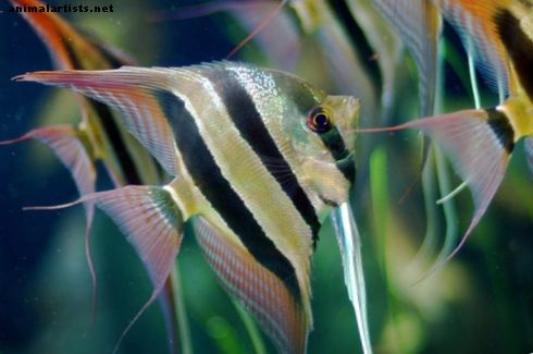 Makean veden Angelfish Care Guide, faktat ja UKK - Kalat ja akvaariot
