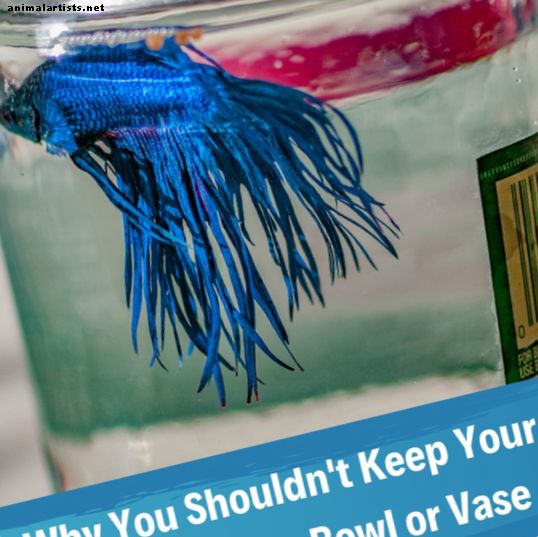 Pourquoi les bols à poisson sont mauvais pour vos poissons