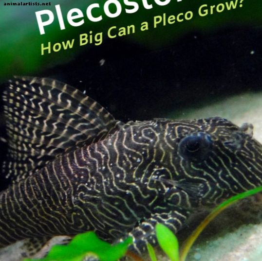 ¿Qué tan grande se hace un Plecostomus? - Peces y acuarios