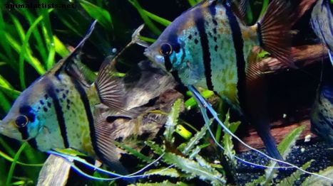 Os peixes tropicais precisam de aquecedor, filtro e luz?