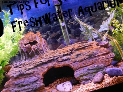 5 consejos para comenzar un acuario de agua dulce: más allá de la guía de instalación