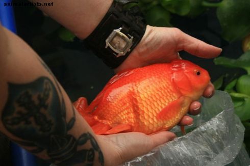 Zaustavite puštanje akvarija: Humano odložite svoje ribe