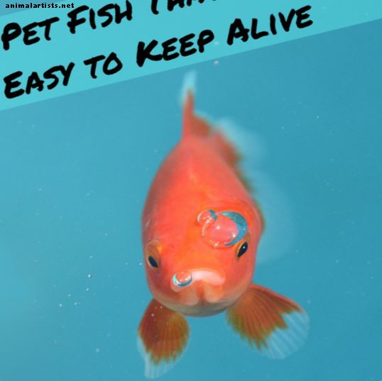 Vai ir zivis, kas tik viegli nemirst?