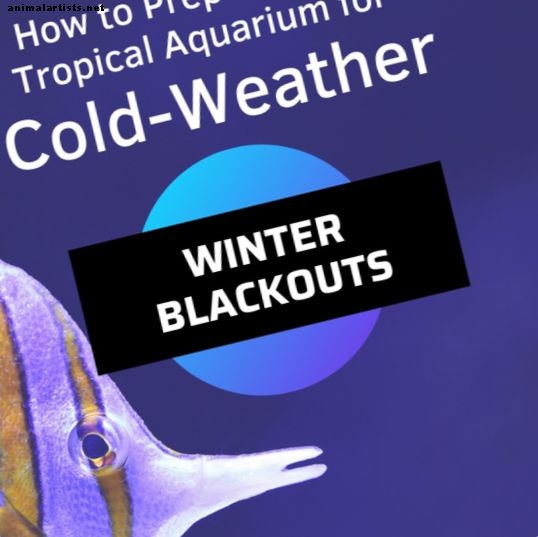 Kako pripraviti tropski akvarij za zimske temne