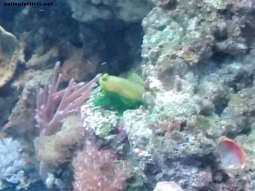 Kako postaviti akvarij morskega grebena v slanem morju