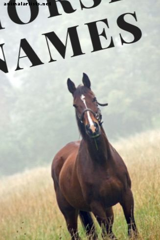 250+ imenitnih imen konj in dirkačev - Konji