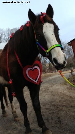 Actividades e ideas para los propietarios de caballos en el mes de febrero - Caballos