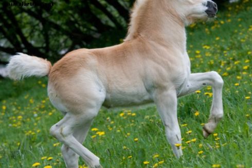 Tutto ciò che devi sapere sui pony e sulla loro cura - Cavalli