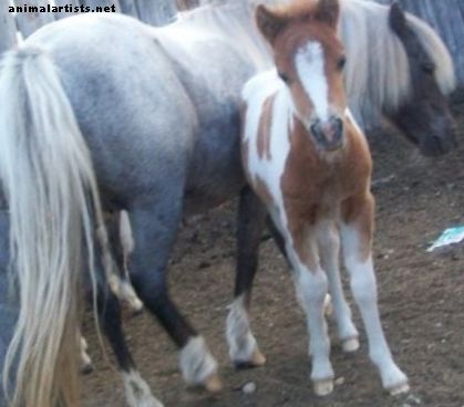 Miniatūru zirgu selekcija - Zirgi