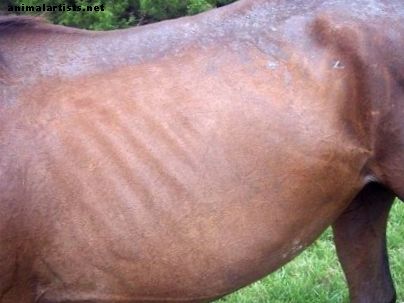 Behandlung und Ursachen von Regenfäule bei Pferden, Hunden und Katzen