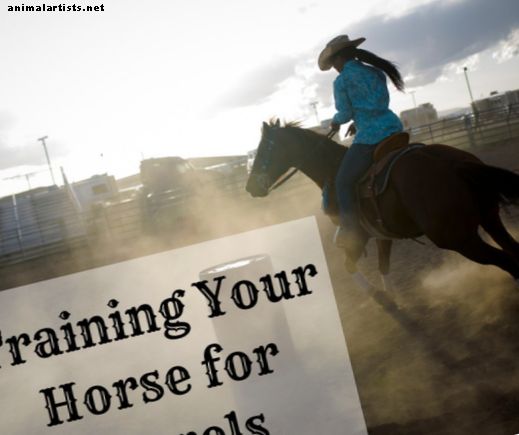 Nasveti za treniranje konj: Kako trenirati za dirke s sodi (z videoposnetkom)