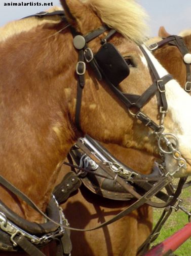 Cuatro problemas de salud encontrados en caballos de tiro - Caballos