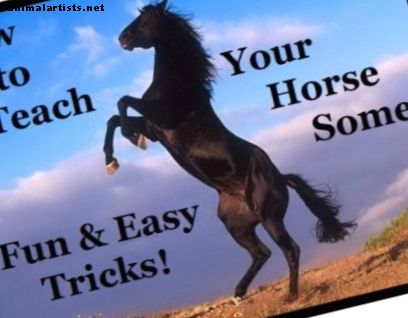 3 preprosti triki za učenje vašega konja - Konji