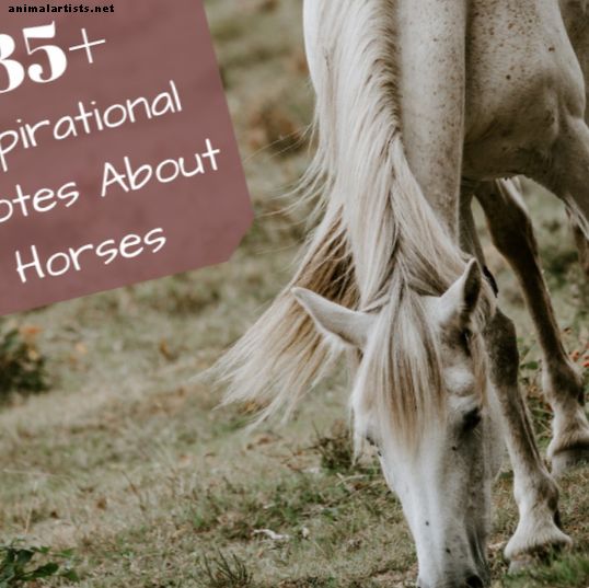 Citas inspiradoras de caballos de famosos ecuestres históricos - Caballos