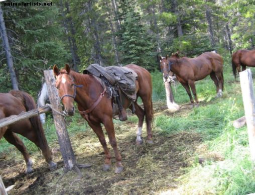 Caballos - Entrenamiento de caballos: ¿Cuándo es el abuso de disciplina?