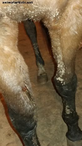 Reha- või hooldusravi kasutamise eelised vigastatud hobusele - Hobused