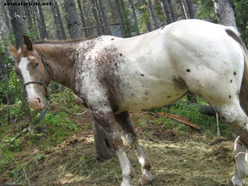 Arklio treniravimo priemonės: pasėliai ir vytiniai - Žirgai