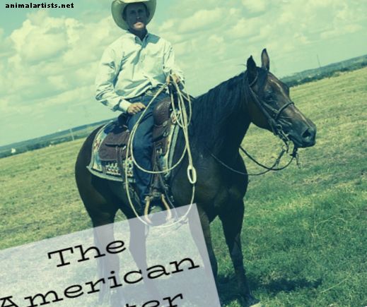 Cavalos - Por que os cavalos americanos de um quarto são ótimos animais de estimação: conselhos de um proprietário, treinador e veterinário da AQH