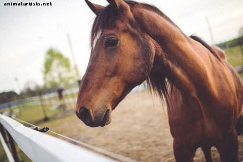 Sangrado nasal del caballo: causas y tratamientos - Caballos