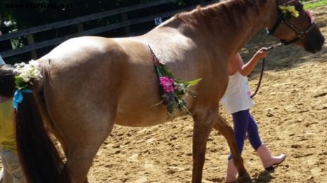 Consejos de seguridad para caballos de un paciente con TBI