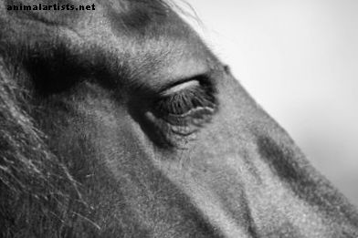 15 dużych, potężnych imion koni - Konie
