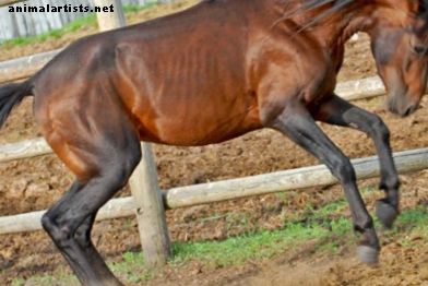 Konji - Rijetke pasmine konja: 4 najrjeđe pasmine konja na svijetu
