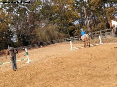 Konji - Jahanje konja: kako biti sjajan roditelj za štalu