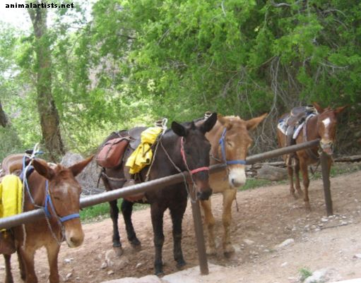 Kako napraviti tvrdoglavog ili lijenog konja ići naprijed - Konji