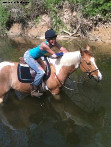 Cómo montar un caballo más desafiante: lo básico para principiantes - Caballos