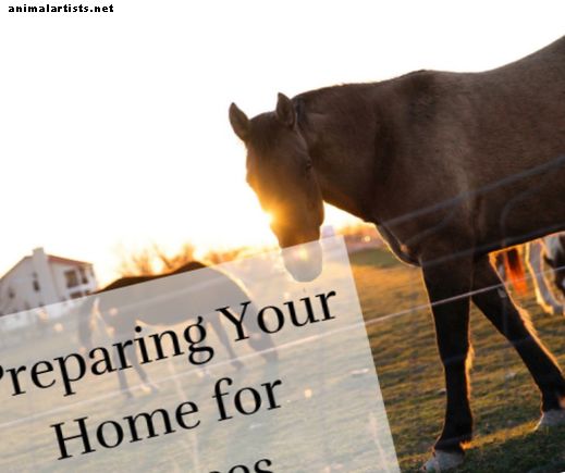 Uw huis voorbereiden op een paard thuis