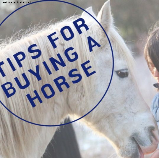 Ръководство за пазаруване и изпробване на коне - Коне