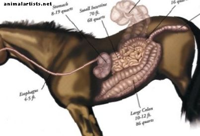 Kolike in razjede na želodcu pri konjih - Konji